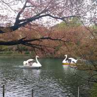 井之頭恩賜公園賞櫻參拜遊湖🌸🚣‍♀️