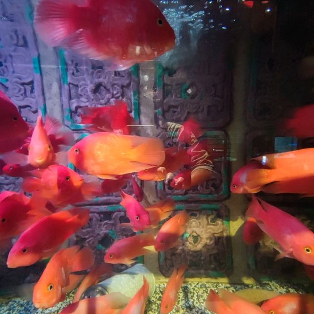 The Top Boutique Aquarium 