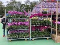 The Biggest Chinese New Year Flower Market In Hong Kong