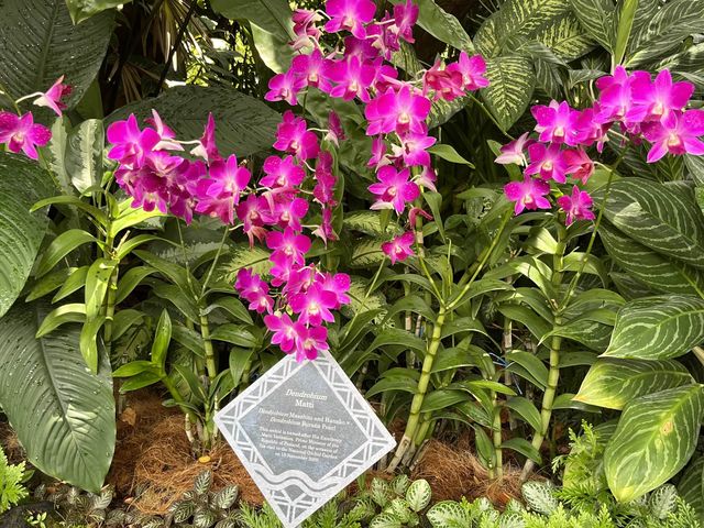 Stunning Orchids at National Orchid Gardens