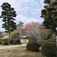 Beautiful park with around 3k sakura trees