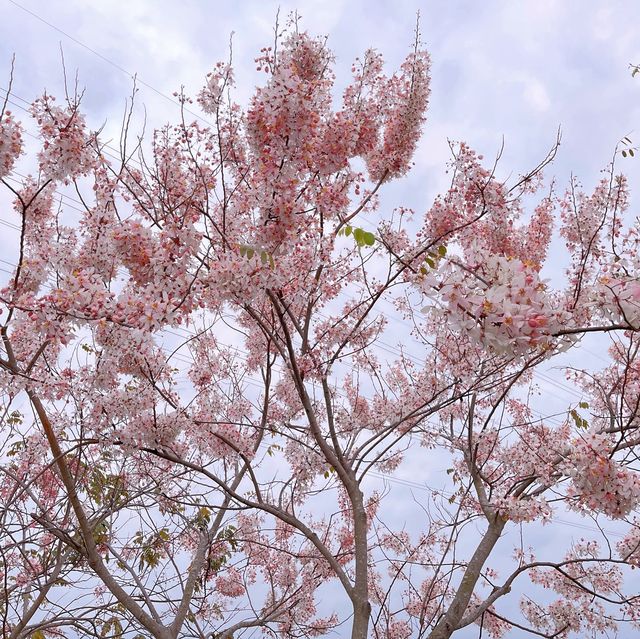 （台南/仁德）盛開的粉紅花旗木步道-仁德滯洪池