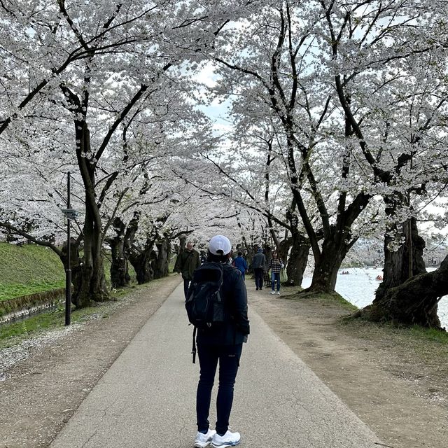 Hirosaki Castle!! 