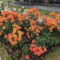 中之島バラ園、散り始めた薔薇も有り、それはそれで風情が有って良い。