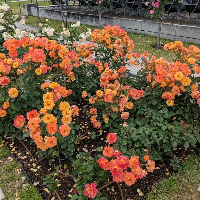 中之島バラ園、散り始めた薔薇も有り、それはそれで風情が有って良い。