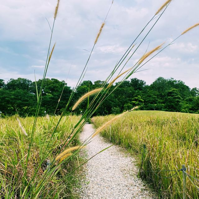 Bask in nature at Jurong Lake Gardens !