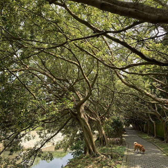 牛欄河步道 🐕 在關西
