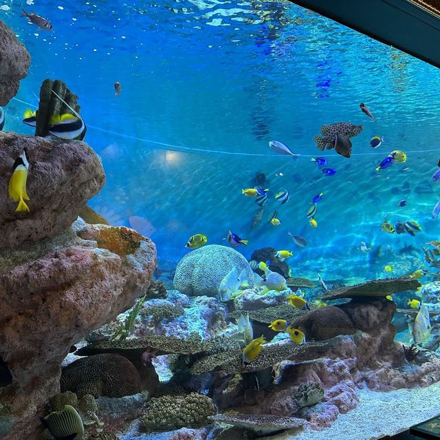 帶小朋友一起探索大海的奧秘 🐠🦑🌊
