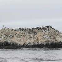 The 17-Mile Drive