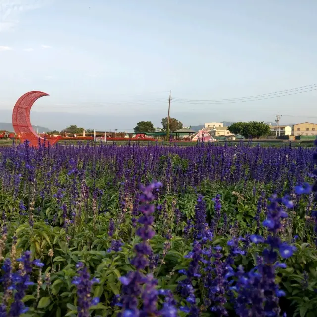 台中后里 | 中社花市，美麗的中部小花海