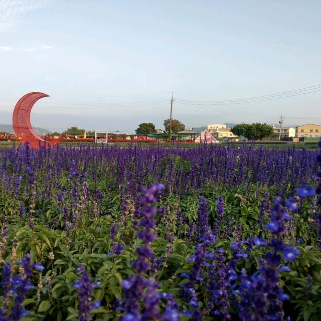 台中后里 | 中社花市，美麗的中部小花海