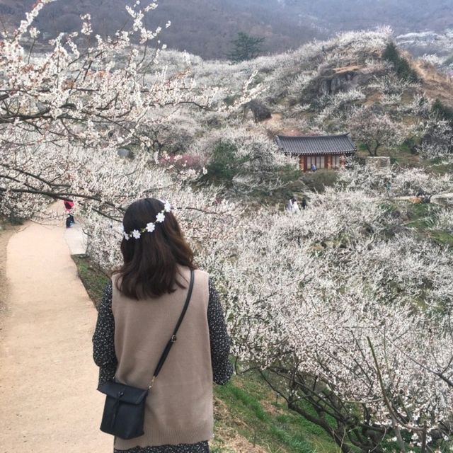 整個山頭真的狀觀和很美💮👍光陽梅花村