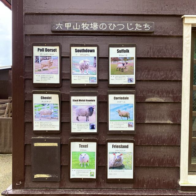シープドッグショーの牧羊犬ソフィちゃんの働きぶりがすごすぎる六甲山牧場の【南エリア】