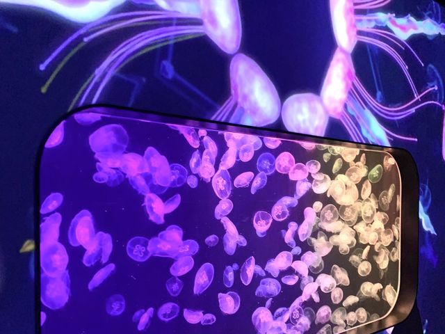 🪼有VR體驗嘅水族館😍