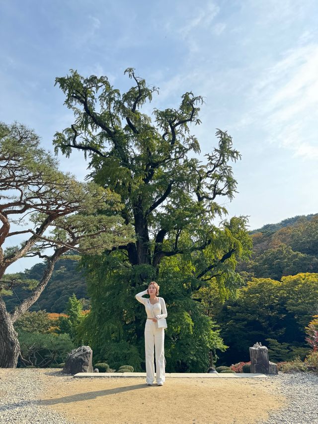 양평 가볼만한곳 용문사 천년 은행나무