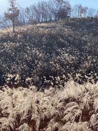 [경기도] 포천 억새밭이 가득한 명성산🏔️