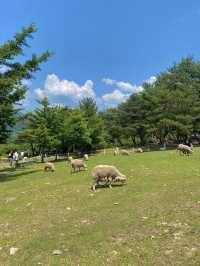 스위스같은 웅장함을 느끼고 싶을땐 해피초원목장🐑🌳