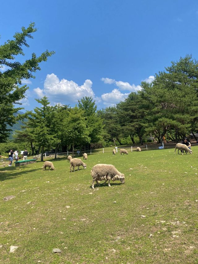 스위스같은 웅장함을 느끼고 싶을땐 해피초원목장🐑🌳