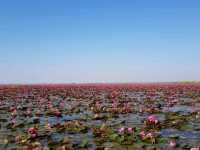 ทะเลบัวแดง กุมภวาปี