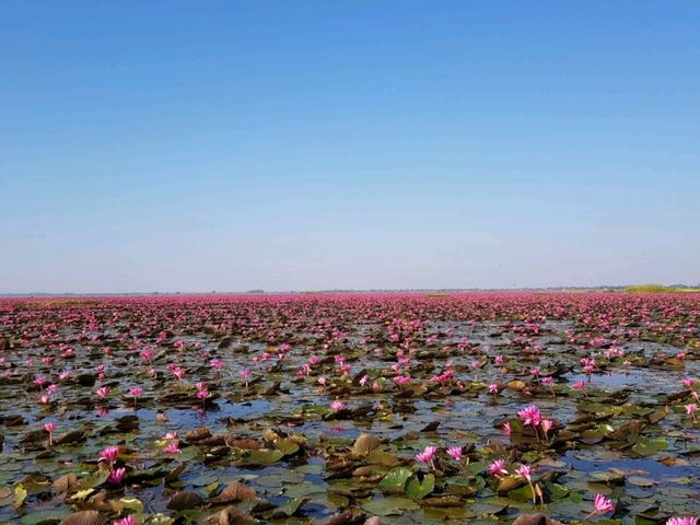 ทะเลบัวแดง กุมภวาปี