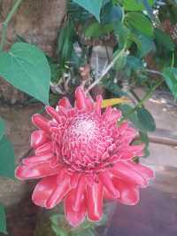 Cafe and Garden สวนเกษตร2000