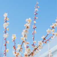 🌸봄이 가득 피어난 곳 [제주, 휴애리]🌼