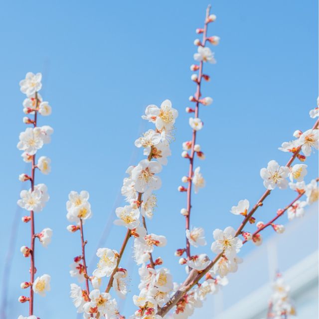 🌸봄이 가득 피어난 곳 [제주, 휴애리]🌼