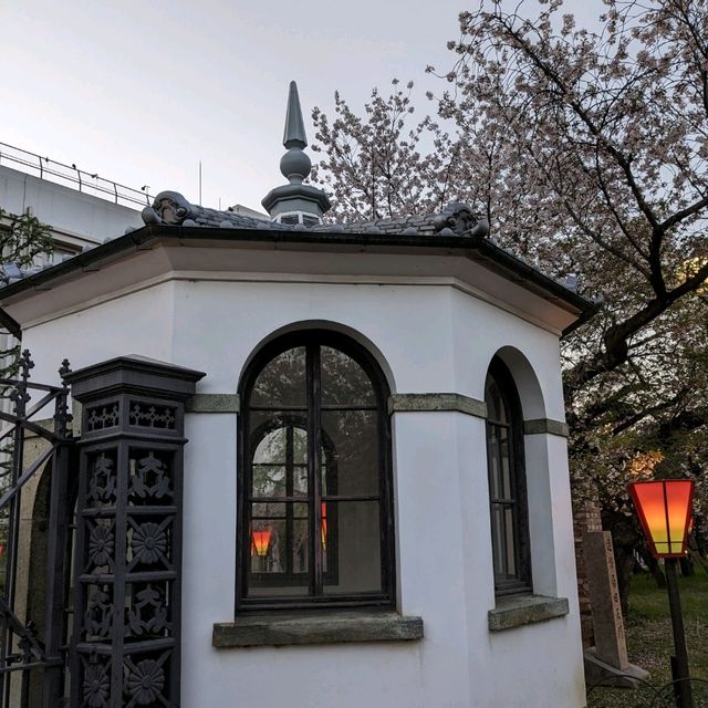 造幣局桜の通り抜け、桜は既に散り始め、有終の美