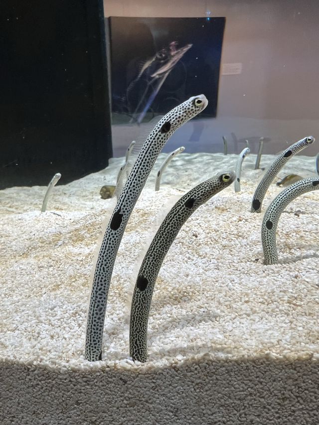 融合藝術與生物的新感覺水族館