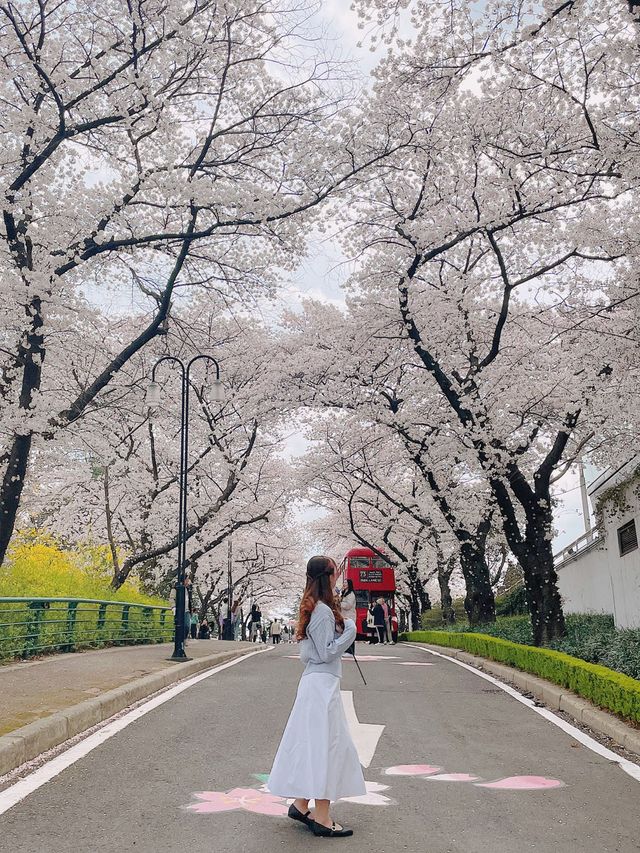 대구 이월드🌸 | 2023 블라썸 피크닉, 벚꽃 명소, 2층 빨강 버스, 이월드 