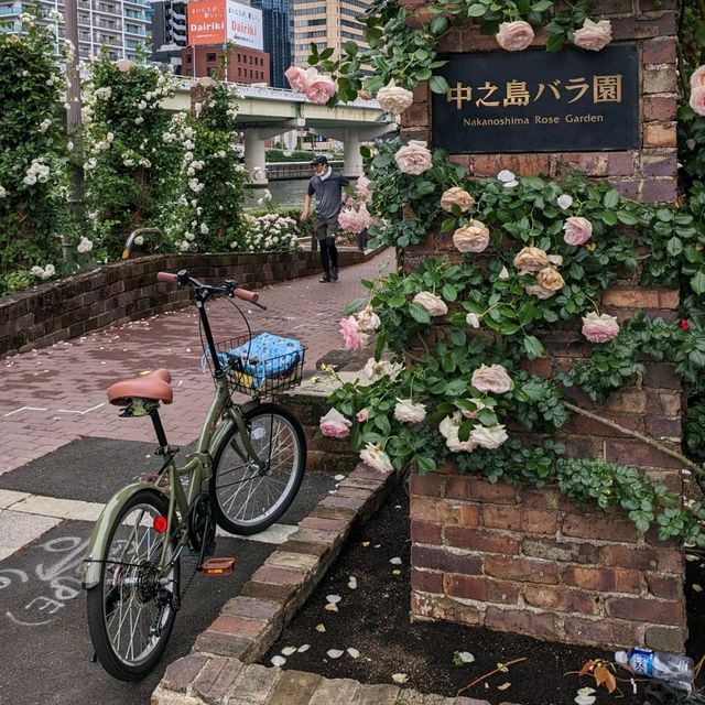 中之島バラ園、散り始めた薔薇も有り、それはそれで風情が有って良い。