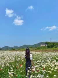 데이지꽃이 가득한 서산 용장천 🌼