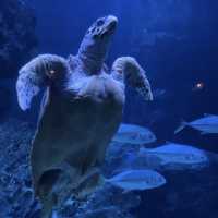 ไปเดทที่ไหนดี? ไป SEA LIFE Bangkok กันค่ะ 🫧🐠
