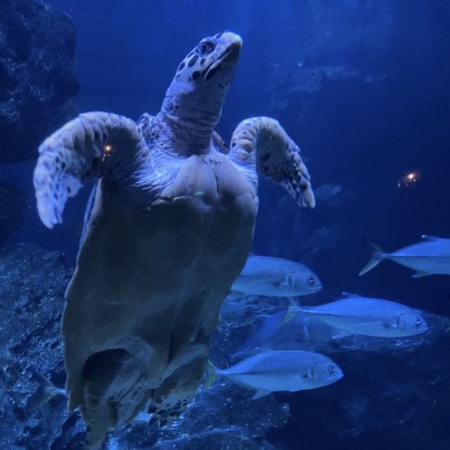 ไปเดทที่ไหนดี? ไป SEA LIFE Bangkok กันค่ะ 🫧🐠