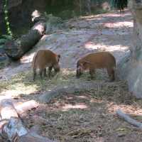 Singapore Zoo