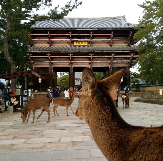 Exploring Nara With Adorable Deers - Nara Park