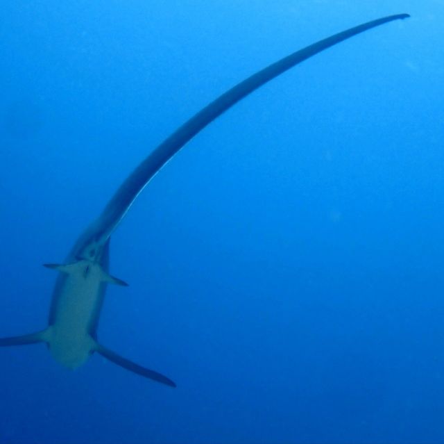 thresher shark at malapausca 