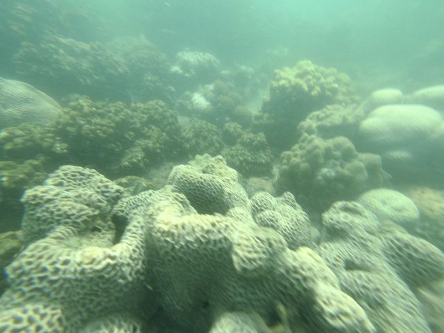 🌟小丑魚天堂🪸｜娥媚洲浮潛之旅🤿