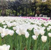 横浜公園のチューリップ祭り