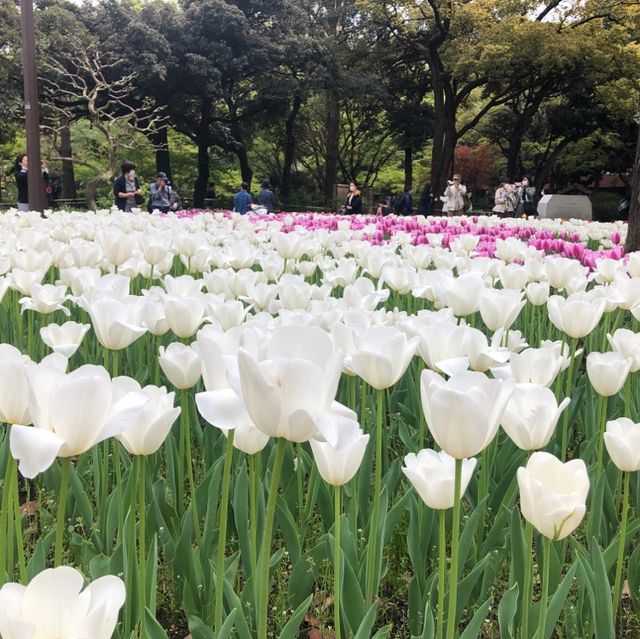 横浜公園のチューリップ祭り