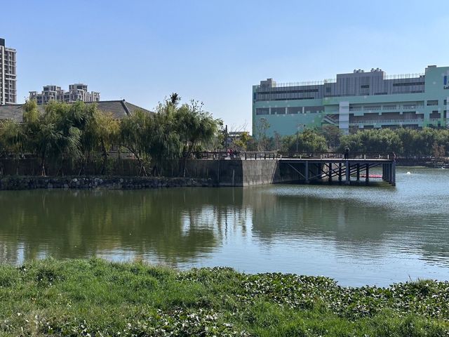 🌿 台中星泉湖：綠意盎然，柳樹倒影如畫！🏞️🌟