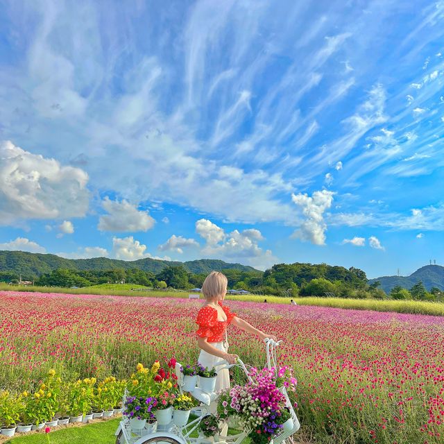 양주 천만송이 천일홍 축제✨