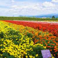 Furano the town of Flower 🌼🪻