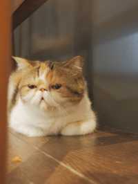 英短🐈Baby Cafe，輕鬆寫意嘆意粉🍝 