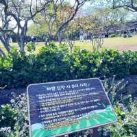 🇰🇷 Osulloc tea plantation