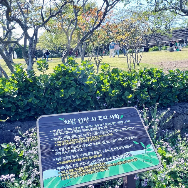 🇰🇷 Osulloc tea plantation