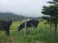 Desa Cattle Dairy Farm