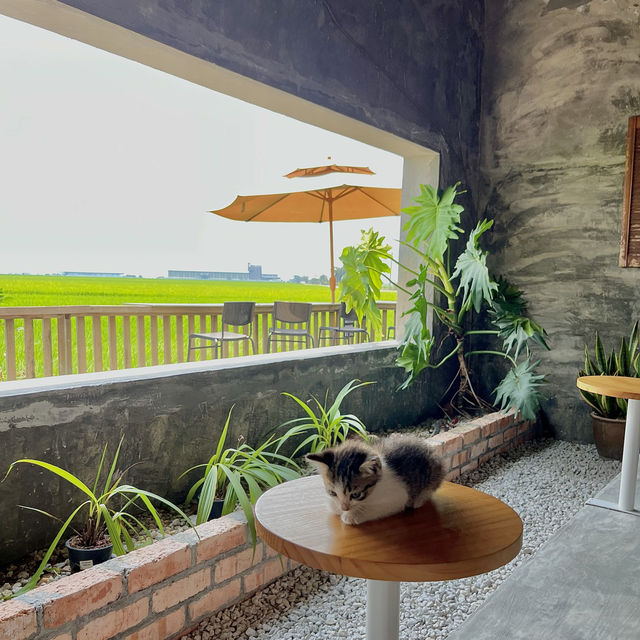 Hay Cafe -a cafe beside paddy field Sekinchan