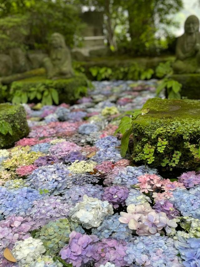 鎌倉　長谷寺紫陽花