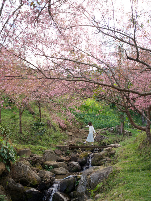 Wild Himalayan Cherry season in Thailand